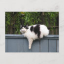 Suche nach kitteh postkarten Kitty