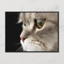Recherche de fermeture posters Chat