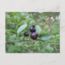 Recherche de bleuet cartes postales Fruit