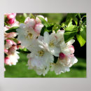 Suche nach apfelblüten blume Für sie
