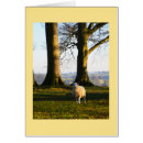 Recherche de brebis photographie Animal