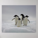 Suche nach penguin poster Wildtiere