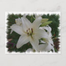 Recherche de de lis cartes postales Blanc