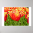 Recherche de copie de tulipe Jardin