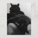 Recherche de barbe noire cartes postales Animal