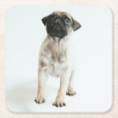 Recherche de carlins mignons dessous de verres Chiot