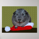 Recherche de guinea pig posters Rongeur