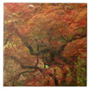 Suche nach japanischer ahorn fliesen Acer