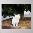 Suche nach blaue mit augen katze poster Kitty