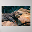 Suche nach terrarium poster Reptil