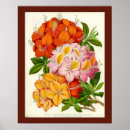 Suche nach robuste poster Blume