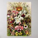 Suche nach vintage natur illustration poster Orchideen