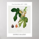 Recherche de vintage botanical poster Plant