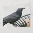 Recherche de corneille cartes postales Animal