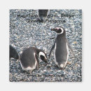 Suche nach penguin magnete Natur