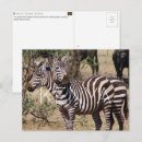 Suche nach kenia postkarten Wildtiere