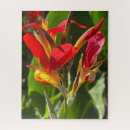 Recherche de canna photographie Fleur