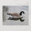 Suche nach reflexion im wasser postkarten Vogelvogel