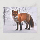 Suche nach roter fuchs postkarten Füchse