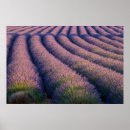 Suche nach lavender fields poster Europe