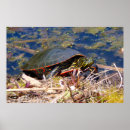 Recherche de étang photographie Reptile