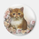 Recherche de chat persan magnets Minou