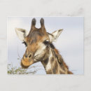Suche nach krüger postkarten Wild lebende tiere