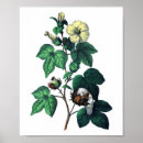 Suche nach baumwolle poster Botanisch