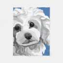 Recherche de caniche blanc Animaux familiers