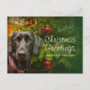 Recherche de image labrador vœux cartes Regarder la caméra