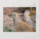 Suche nach gelbe postkarten Fotografie