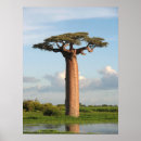 Suche nach baobab poster Morondava