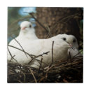 Suche nach nest fliesen Baum