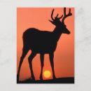 Recherche de cervids Faune