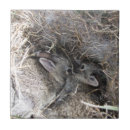 Recherche de lapin sauvage carreaux Nature