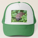 Recherche de hérisson casquettes Animaux