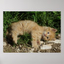 Suche nach blauer ingwer poster Kitty