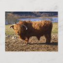 Recherche de taureaux cartes postales Animal