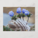 Suche nach tundra postkarten Usa