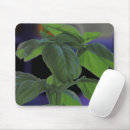 Suche nach kraut mousepads Pflanze