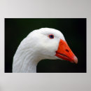 Suche nach gans poster Blumen