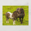 Suche nach shetland postkarten Pony