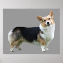 Suche nach welsh corgi poster Korgi