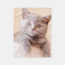 Recherche de shorthair britannique Animaux de bébé