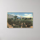 Recherche de orangeraie cartes postales La californie