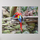 Suche nach macaws Vogel