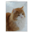 Recherche de chat assez blanc Minou
