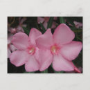 Suche nach oleander poster Flora