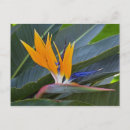 Recherche de de paradis cartes postales Orange