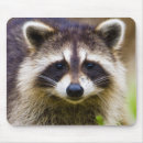 Recherche de ratons laveurs tapis souris Faune